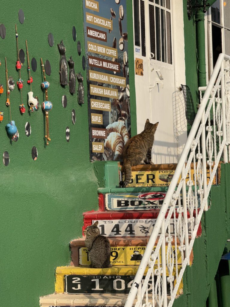 Street cats on painted steps in Balat Istanbul, charming detail of a weekend itinerary