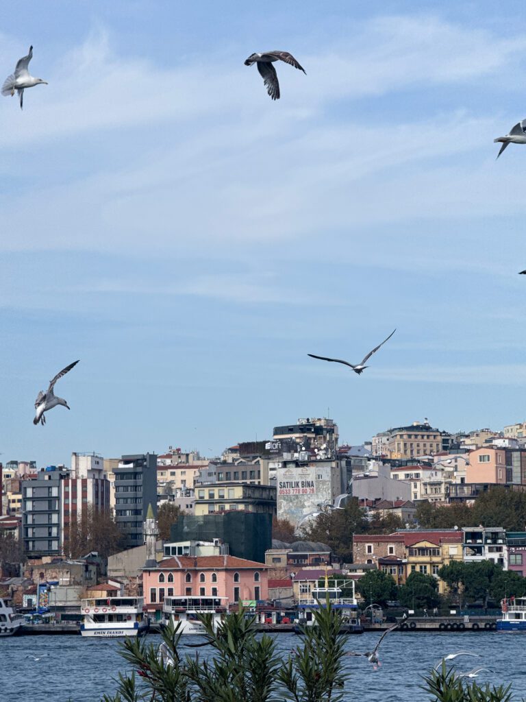 Seagulls flying over Istanbul waterfront, atmospheric moment during a weekend itinerary