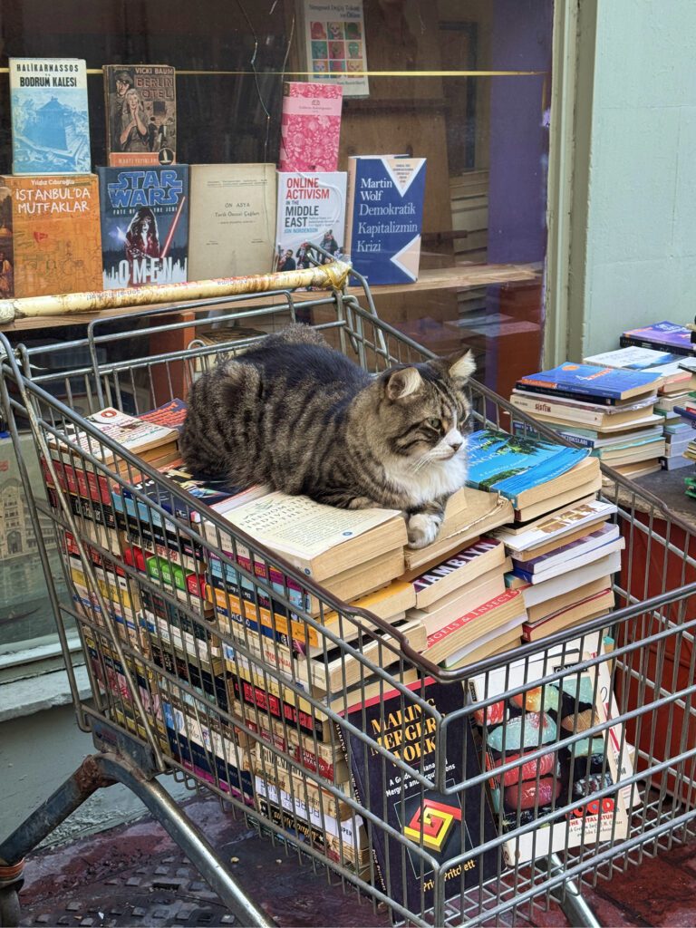 Istanbul street cat resting on books outside a shop